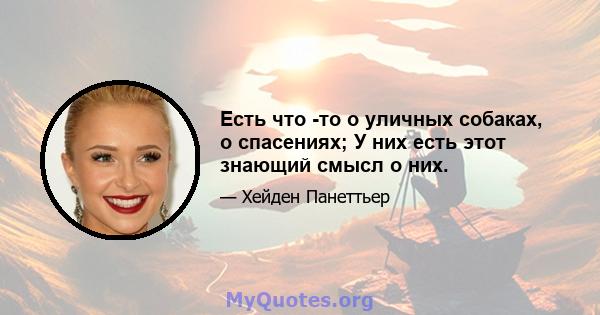 Есть что -то о уличных собаках, о спасениях; У них есть этот знающий смысл о них.