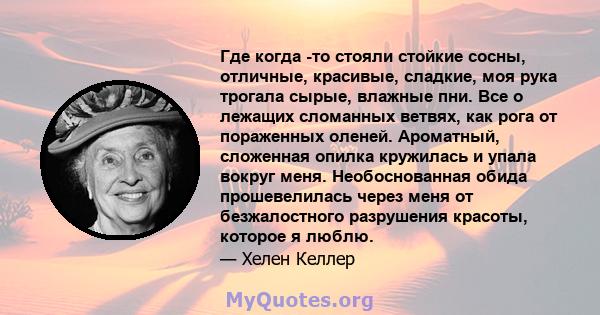 Где когда -то стояли стойкие сосны, отличные, красивые, сладкие, моя рука трогала сырые, влажные пни. Все о лежащих сломанных ветвях, как рога от пораженных оленей. Ароматный, сложенная опилка кружилась и упала вокруг