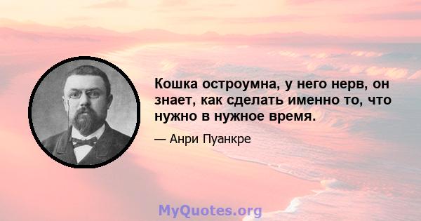 Кошка остроумна, у него нерв, он знает, как сделать именно то, что нужно в нужное время.