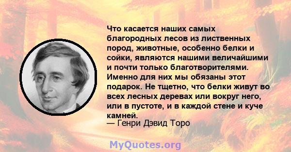 Что касается наших самых благородных лесов из лиственных пород, животные, особенно белки и сойки, являются нашими величайшими и почти только благотворителями. Именно для них мы обязаны этот подарок. Не тщетно, что белки 