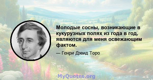 Молодые сосны, возникающие в кукурузных полях из года в год, являются для меня освежающим фактом.