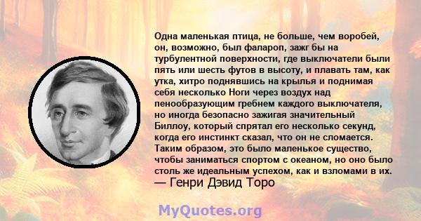 Одна маленькая птица, не больше, чем воробей, он, возможно, был фалароп, зажг бы на турбулентной поверхности, где выключатели были пять или шесть футов в высоту, и плавать там, как утка, хитро поднявшись на крылья и