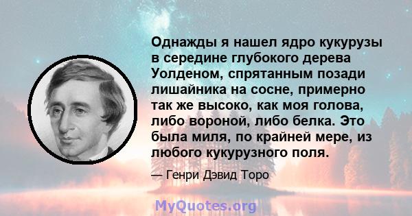 Однажды я нашел ядро ​​кукурузы в середине глубокого дерева Уолденом, спрятанным позади лишайника на сосне, примерно так же высоко, как моя голова, либо вороной, либо белка. Это была миля, по крайней мере, из любого