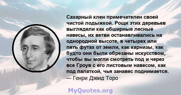 Сахарный клен примечателен своей чистой лодыжкой. Рощи этих деревьев выглядели как обширные лесные навесы, их ветви останавливались на однородной высоте, в четырех или пять футах от земли, как карнизы, как будто они