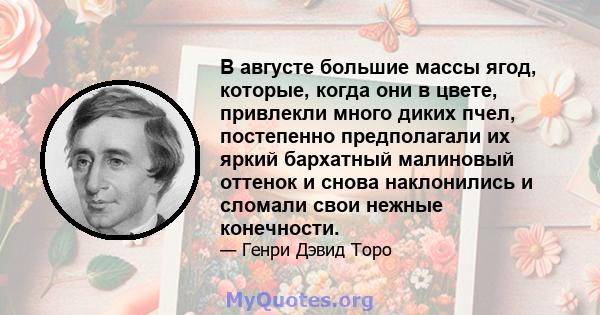 В августе большие массы ягод, которые, когда они в цвете, привлекли много диких пчел, постепенно предполагали их яркий бархатный малиновый оттенок и снова наклонились и сломали свои нежные конечности.