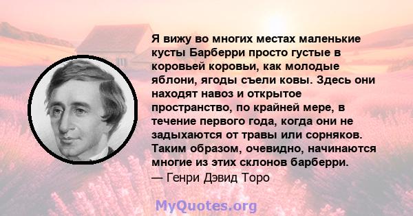 Я вижу во многих местах маленькие кусты Барберри просто густые в коровьей коровьи, как молодые яблони, ягоды съели ковы. Здесь они находят навоз и открытое пространство, по крайней мере, в течение первого года, когда