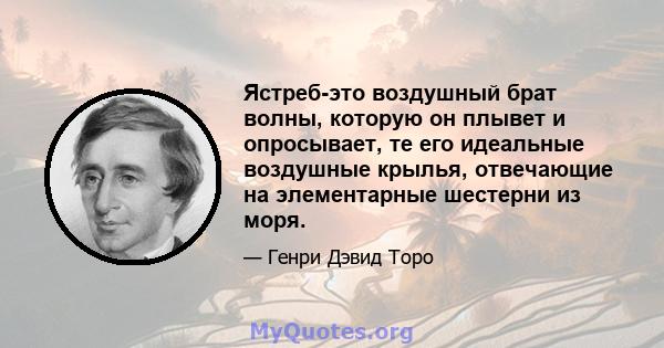 Ястреб-это воздушный брат волны, которую он плывет и опросывает, те его идеальные воздушные крылья, отвечающие на элементарные шестерни из моря.