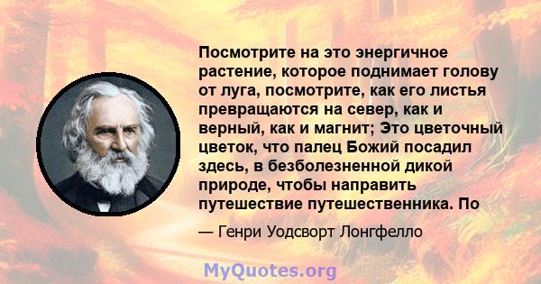 Посмотрите на это энергичное растение, которое поднимает голову от луга, посмотрите, как его листья превращаются на север, как и верный, как и магнит; Это цветочный цветок, что палец Божий посадил здесь, в