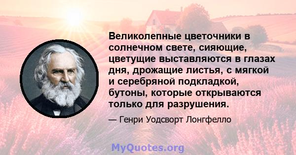 Великолепные цветочники в солнечном свете, сияющие, цветущие выставляются в глазах дня, дрожащие листья, с мягкой и серебряной подкладкой, бутоны, которые открываются только для разрушения.