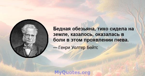 Бедная обезьяна, тихо сидела на земле, казалось, оказалась в боли в этом проявлении гнева.