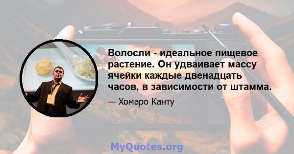 Волосли - идеальное пищевое растение. Он удваивает массу ячейки каждые двенадцать часов, в зависимости от штамма.