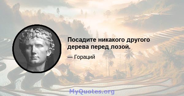 Посадите никакого другого дерева перед лозой.