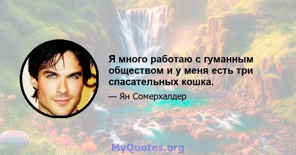 Я много работаю с гуманным обществом и у меня есть три спасательных кошка.