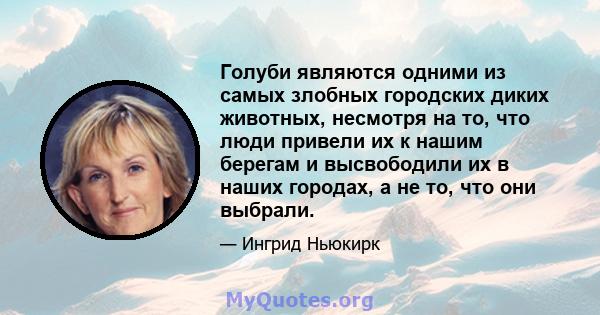 Голуби являются одними из самых злобных городских диких животных, несмотря на то, что люди привели их к нашим берегам и высвободили их в наших городах, а не то, что они выбрали.