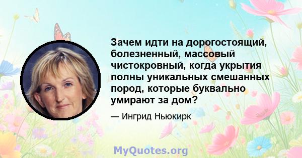 Зачем идти на дорогостоящий, болезненный, массовый чистокровный, когда укрытия полны уникальных смешанных пород, которые буквально умирают за дом?