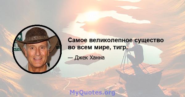 Самое великолепное существо во всем мире, тигр.