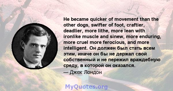 He became quicker of movement than the other dogs, swifter of foot, craftier, deadlier, more lithe, more lean with ironlike muscle and sinew, more enduring, more cruel more ferocious, and more intelligent. Он должен был 