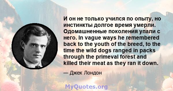 И он не только учился по опыту, но инстинкты долгое время умерли. Одомашненные поколения упали с него. In vague ways he remembered back to the youth of the breed, to the time the wild dogs ranged in packs through the