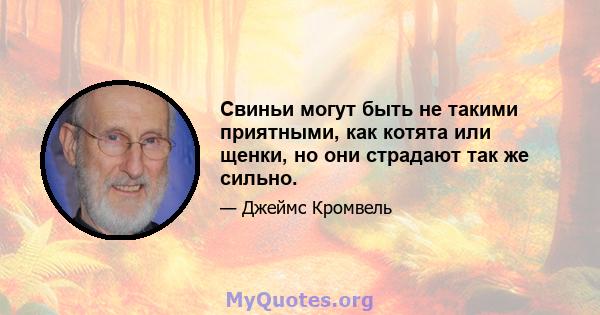 Свиньи могут быть не такими приятными, как котята или щенки, но они страдают так же сильно.