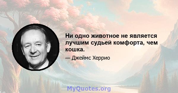 Ни одно животное не является лучшим судьей комфорта, чем кошка.