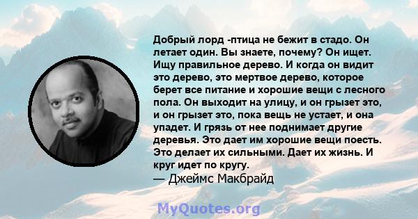 Добрый лорд -птица не бежит в стадо. Он летает один. Вы знаете, почему? Он ищет. Ищу правильное дерево. И когда он видит это дерево, это мертвое дерево, которое берет все питание и хорошие вещи с лесного пола. Он