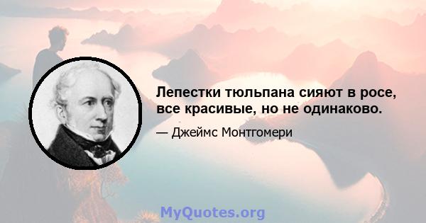 Лепестки тюльпана сияют в росе, все красивые, но не одинаково.