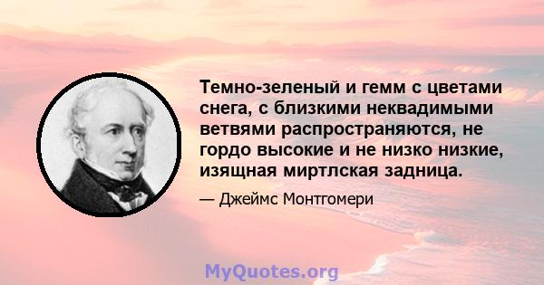 Темно-зеленый и гемм с цветами снега, с близкими неквадимыми ветвями распространяются, не гордо высокие и не низко низкие, изящная миртлская задница.