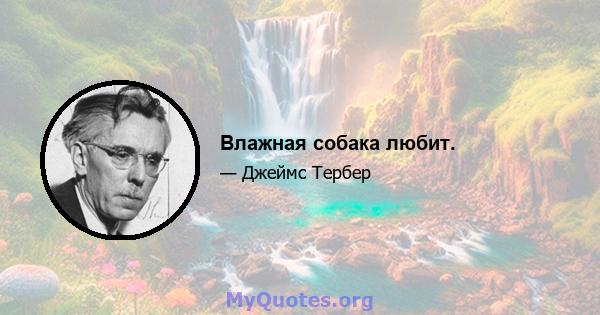 Влажная собака любит.