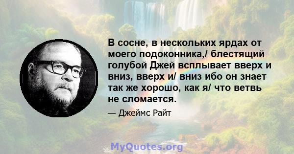 В сосне, в нескольких ярдах от моего подоконника,/ блестящий голубой Джей всплывает вверх и вниз, вверх и/ вниз ибо он знает так же хорошо, как я/ что ветвь не сломается.