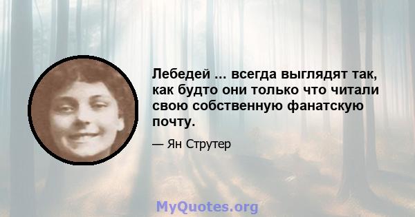 Лебедей ... всегда выглядят так, как будто они только что читали свою собственную фанатскую почту.