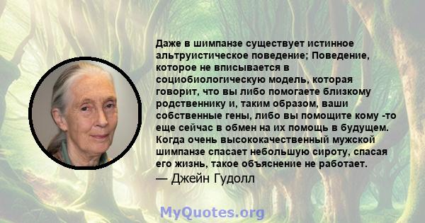 Даже в шимпанзе существует истинное альтруистическое поведение; Поведение, которое не вписывается в социобиологическую модель, которая говорит, что вы либо помогаете близкому родственнику и, таким образом, ваши