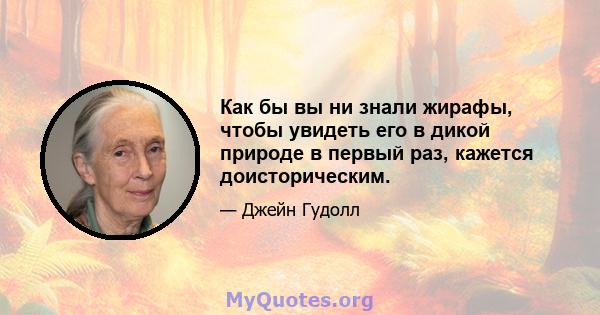 Как бы вы ни знали жирафы, чтобы увидеть его в дикой природе в первый раз, кажется доисторическим.