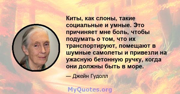 Киты, как слоны, такие социальные и умные. Это причиняет мне боль, чтобы подумать о том, что их транспортируют, помещают в шумные самолеты и привезли на ужасную бетонную ручку, когда они должны быть в море.