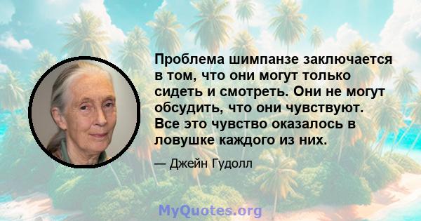 Проблема шимпанзе заключается в том, что они могут только сидеть и смотреть. Они не могут обсудить, что они чувствуют. Все это чувство оказалось в ловушке каждого из них.