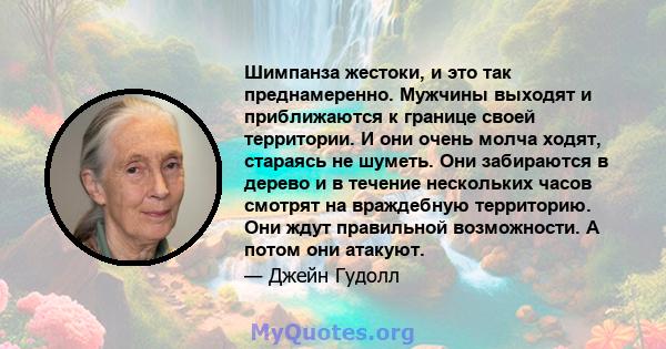 Шимпанза жестоки, и это так преднамеренно. Мужчины выходят и приближаются к границе своей территории. И они очень молча ходят, стараясь не шуметь. Они забираются в дерево и в течение нескольких часов смотрят на