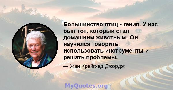 Большинство птиц - гения. У нас был тот, который стал домашним животным; Он научился говорить, использовать инструменты и решать проблемы.