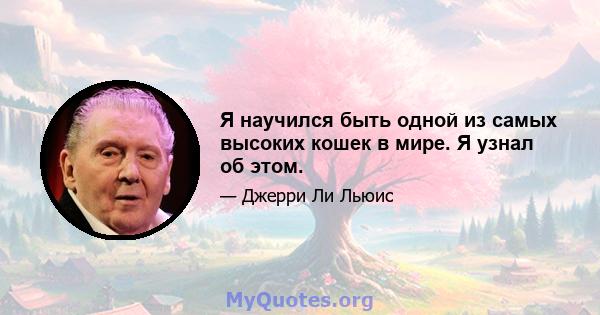 Я научился быть одной из самых высоких кошек в мире. Я узнал об этом.