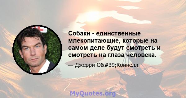 Собаки - единственные млекопитающие, которые на самом деле будут смотреть и смотреть на глаза человека.