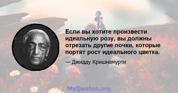 Если вы хотите произвести идеальную розу, вы должны отрезать другие почки, которые портят рост идеального цветка.