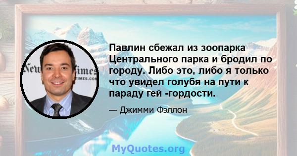 Павлин сбежал из зоопарка Центрального парка и бродил по городу. Либо это, либо я только что увидел голубя на пути к параду гей -гордости.