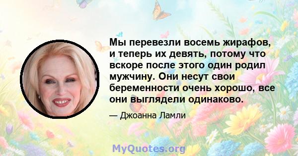 Мы перевезли восемь жирафов, и теперь их девять, потому что вскоре после этого один родил мужчину. Они несут свои беременности очень хорошо, все они выглядели одинаково.