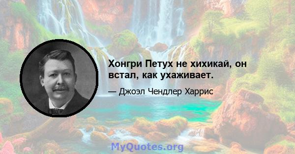 Хонгри Петух не хихикай, он встал, как ухаживает.