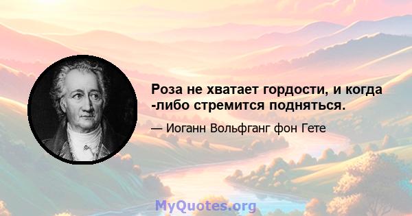 Роза не хватает гордости, и когда -либо стремится подняться.