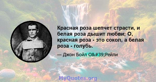 Красная роза шепчет страсти, и белая роза дышит любви; О, красная роза - это сокол, а белая роза - голубь.