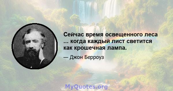 Сейчас время освещенного леса ... когда каждый лист светится как крошечная лампа.