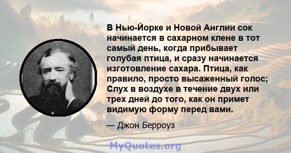 В Нью-Йорке и Новой Англии сок начинается в сахарном клене в тот самый день, когда прибывает голубая птица, и сразу начинается изготовление сахара. Птица, как правило, просто высаженный голос; Слух в воздухе в течение