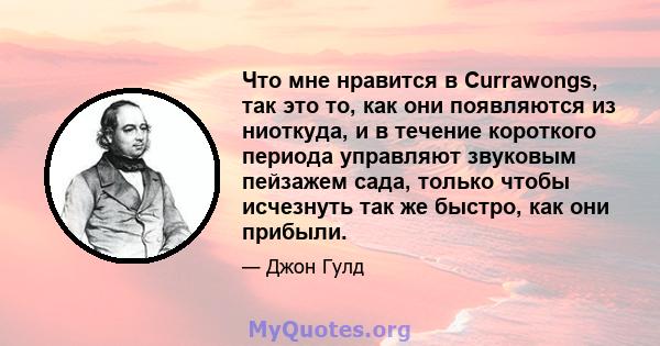 Что мне нравится в Currawongs, так это то, как они появляются из ниоткуда, и в течение короткого периода управляют звуковым пейзажем сада, только чтобы исчезнуть так же быстро, как они прибыли.