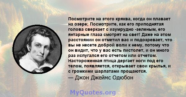 Посмотрите на этого кряква, когда он плавает на озере; Посмотрите, как его приподнятая голова сверкает с изумрудно -зеленым, его янтарные глаза смотрят на свет! Даже на этом расстоянии он отметил вас и подозревает, что