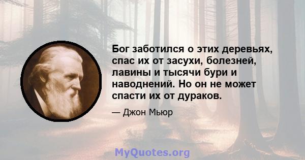 Бог заботился о этих деревьях, спас их от засухи, болезней, лавины и тысячи бури и наводнений. Но он не может спасти их от дураков.