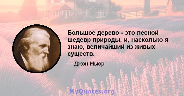 Большое дерево - это лесной шедевр природы, и, насколько я знаю, величайший из живых существ.